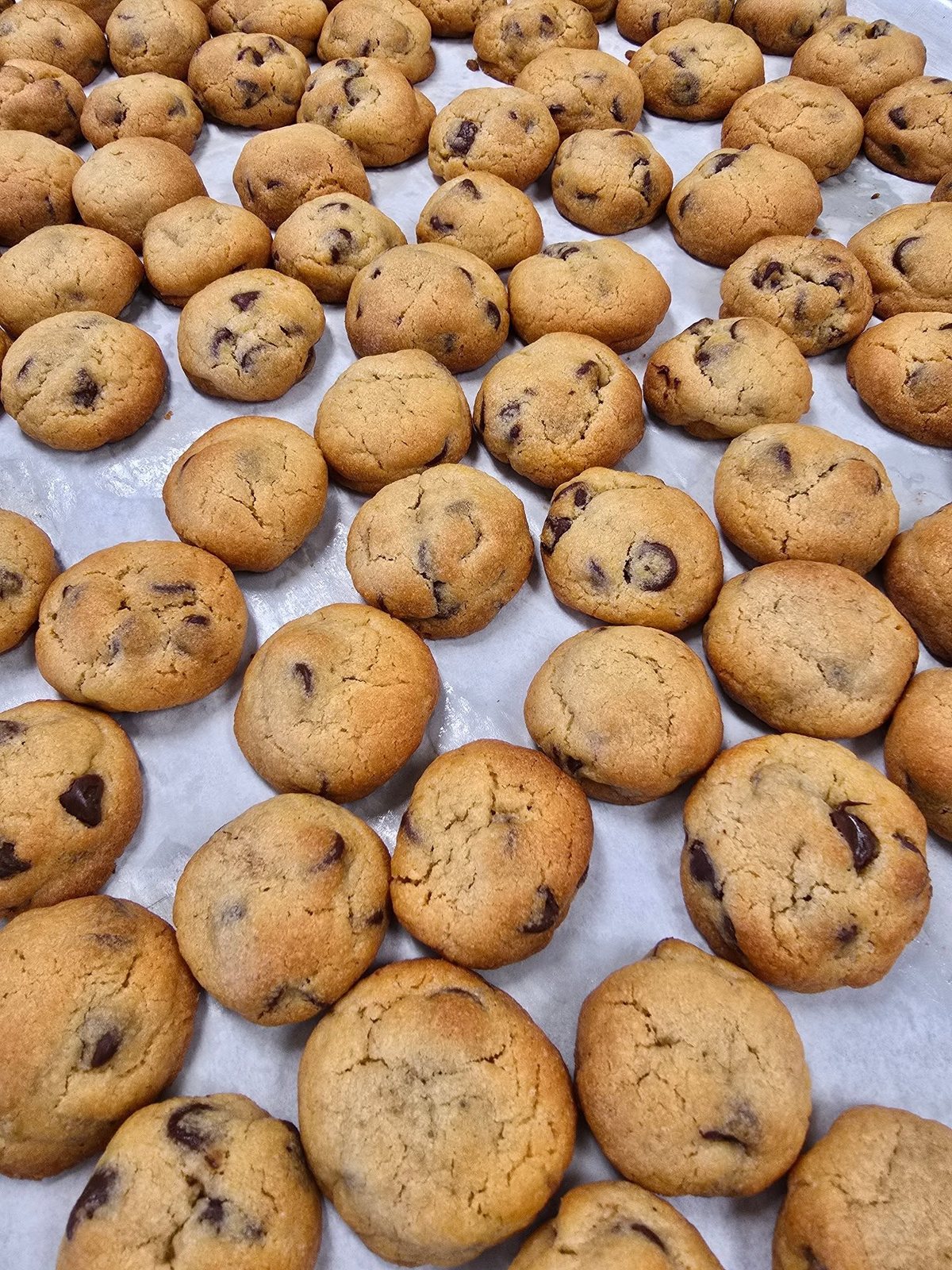 A tray of golden chocolate chip cookies fresh from the oven